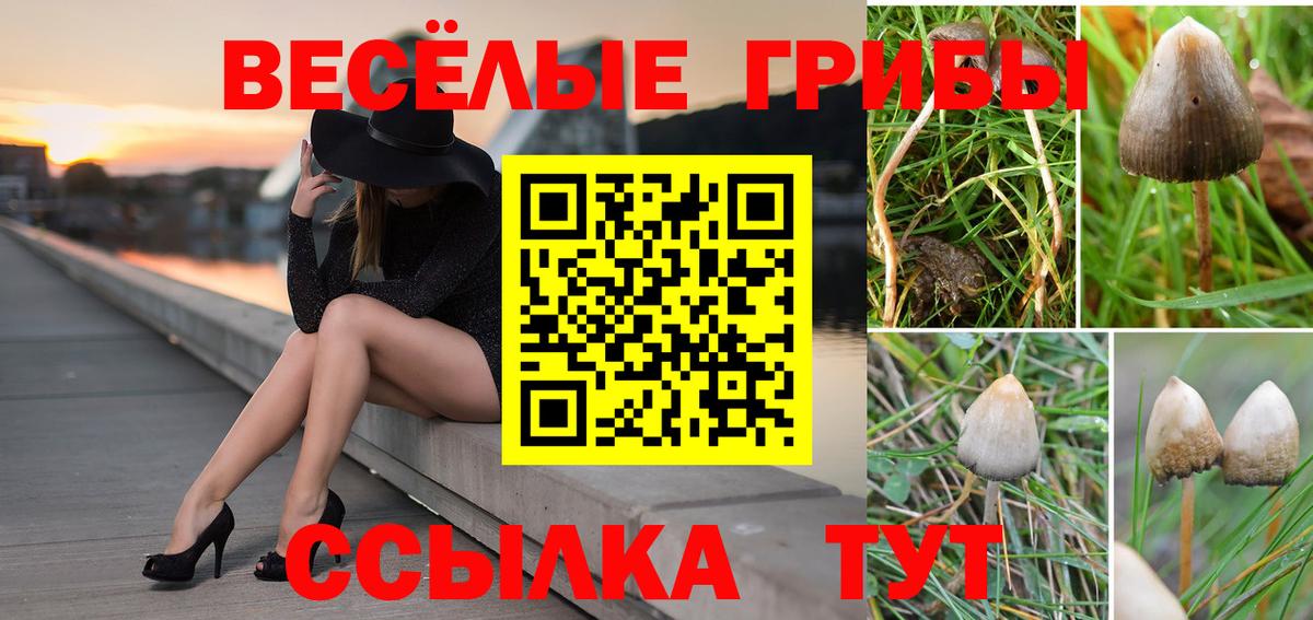 Лесной  Галлюциногенные грибы Psilocybine cubensis  Вход с VPN  Псилоцибиновые грибы Magic Shrooms 